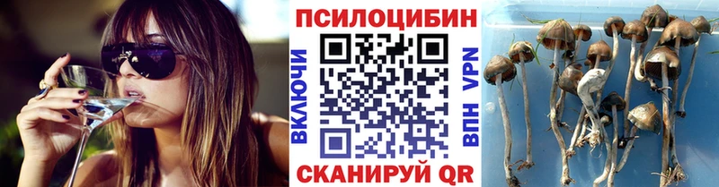 Псилоцибиновые грибы Psilocybine cubensis  Лениногорск 
